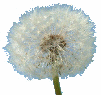 pusteblume2anim05